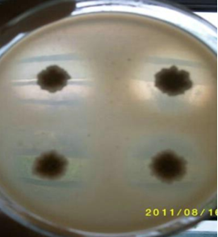 1554185282972191.png image.png