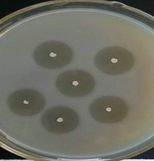 1554189759273922.png image.png